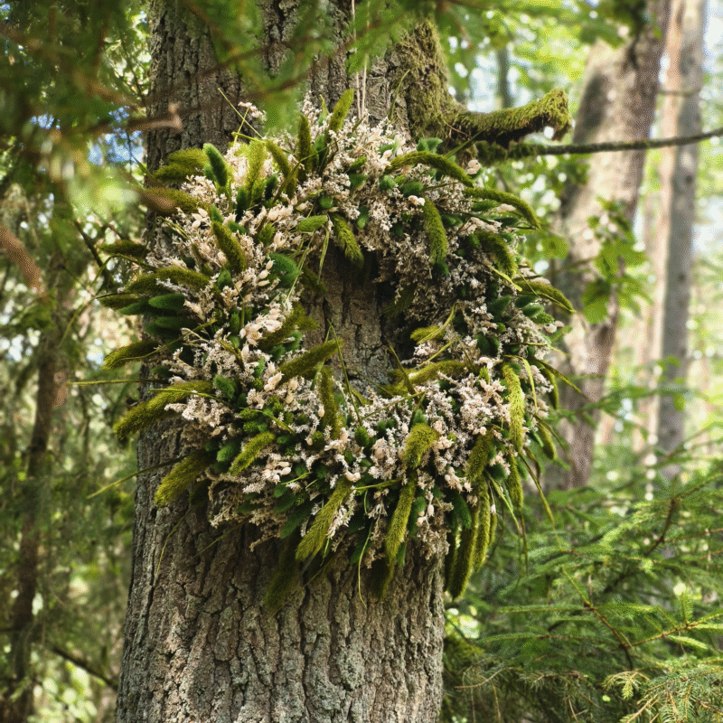 Wianek Leśny Gigant